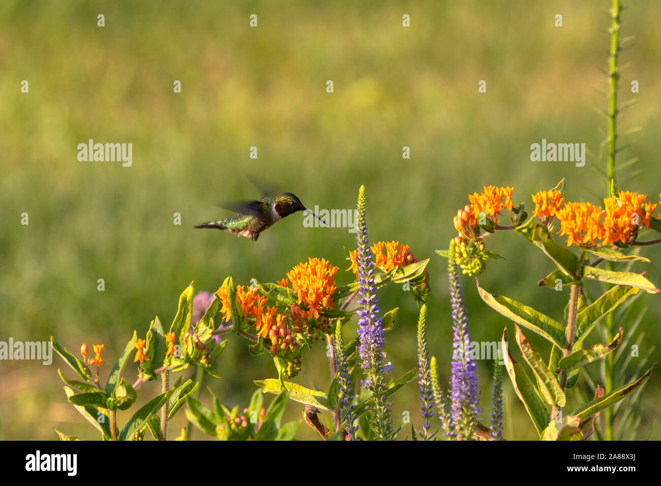 The Rubythroated hummingbird (Archilochus colubris) drinks nectar from