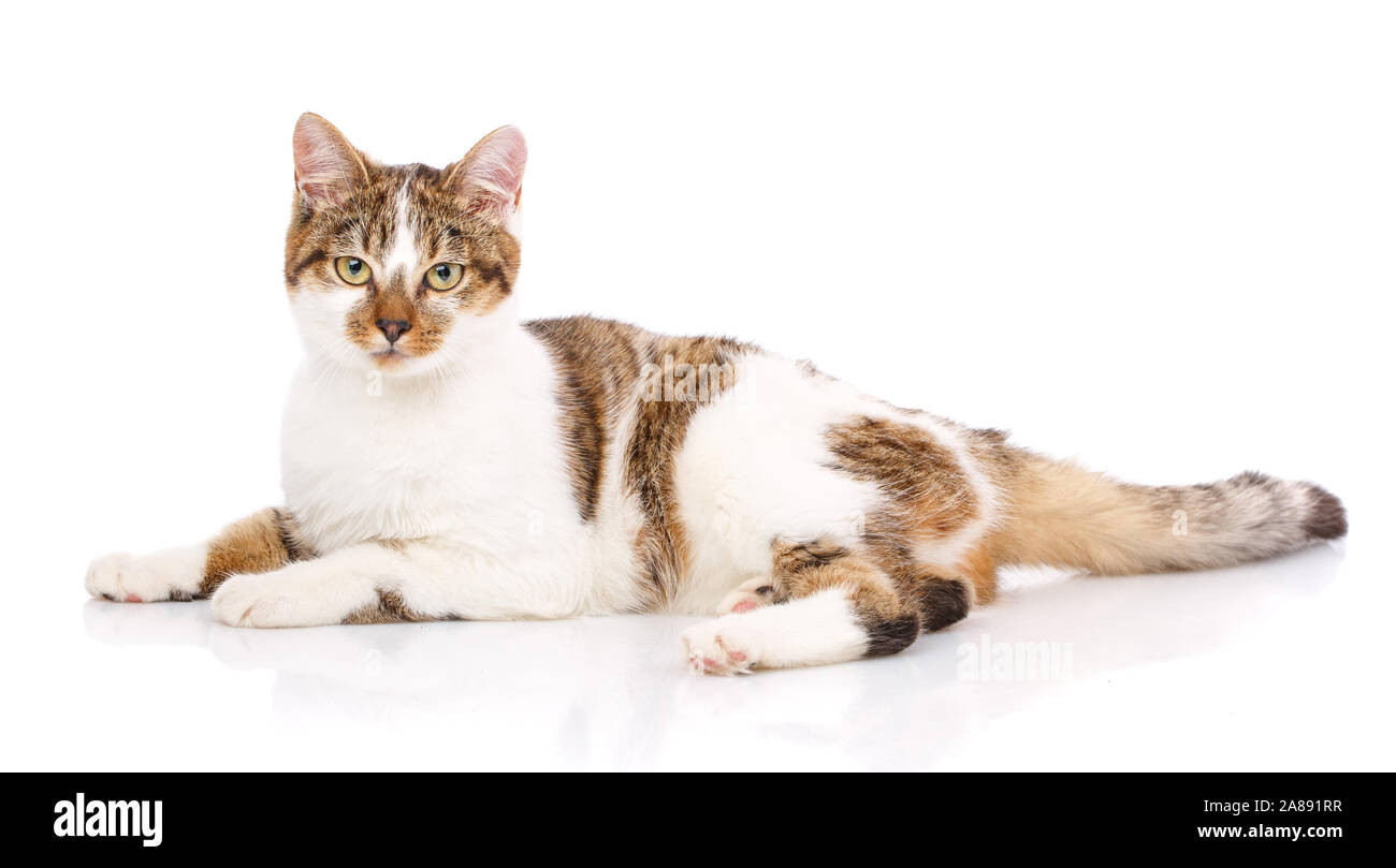 Portrait of a homeless cat. Cat without breed. The unfortunate cat