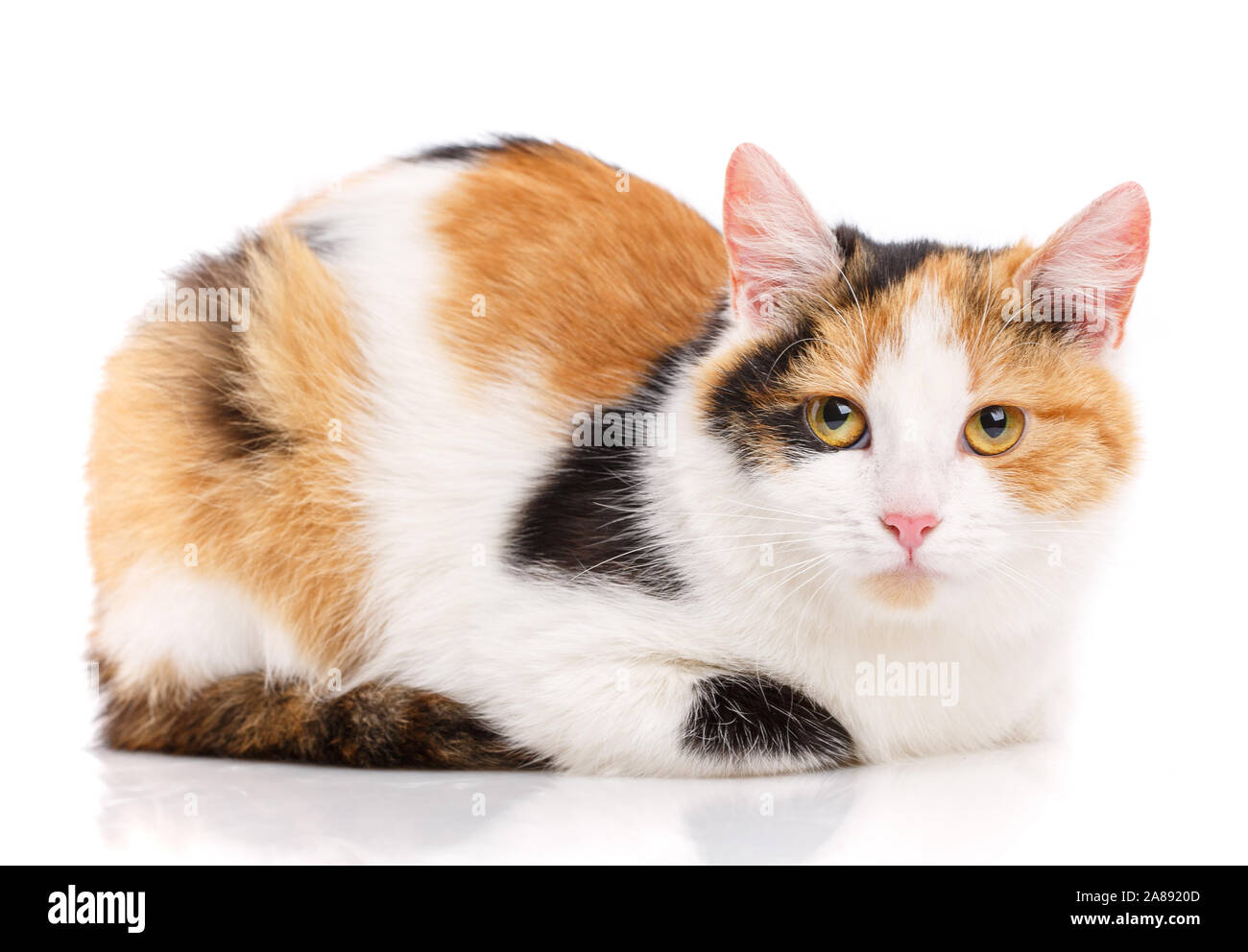 Portrait of a homeless cat. Cat without breed. The unfortunate cat