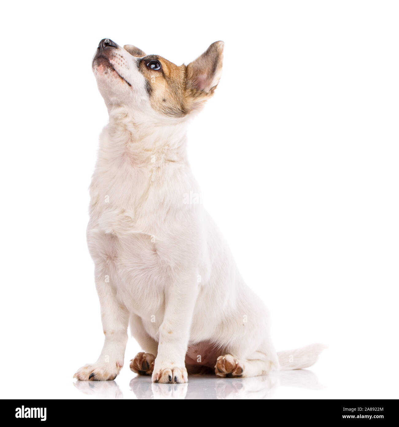 The cute little dog lifted his head up Stock Photo Alamy