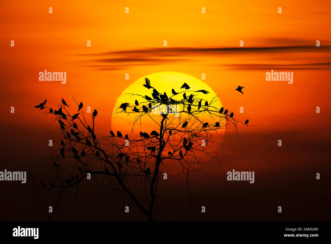 Scene of beautiful sunrise in the morning. sky background and sunlight in the morning. Stock Photo