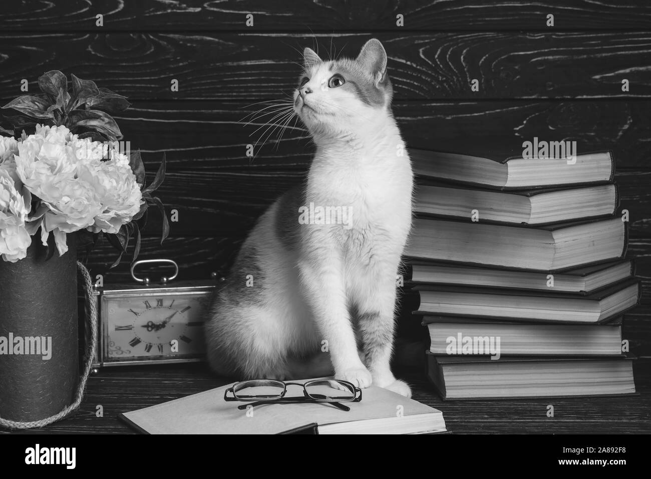 Kitten with fluffy mustache on the table. Educational background. Stock Photo