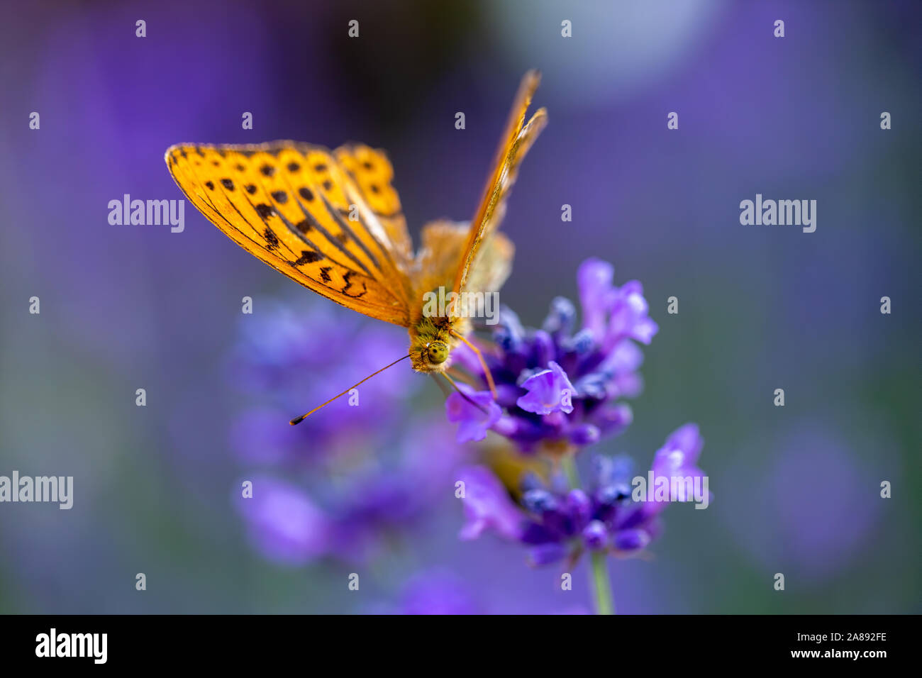Lavender and butterfly Stock Photo