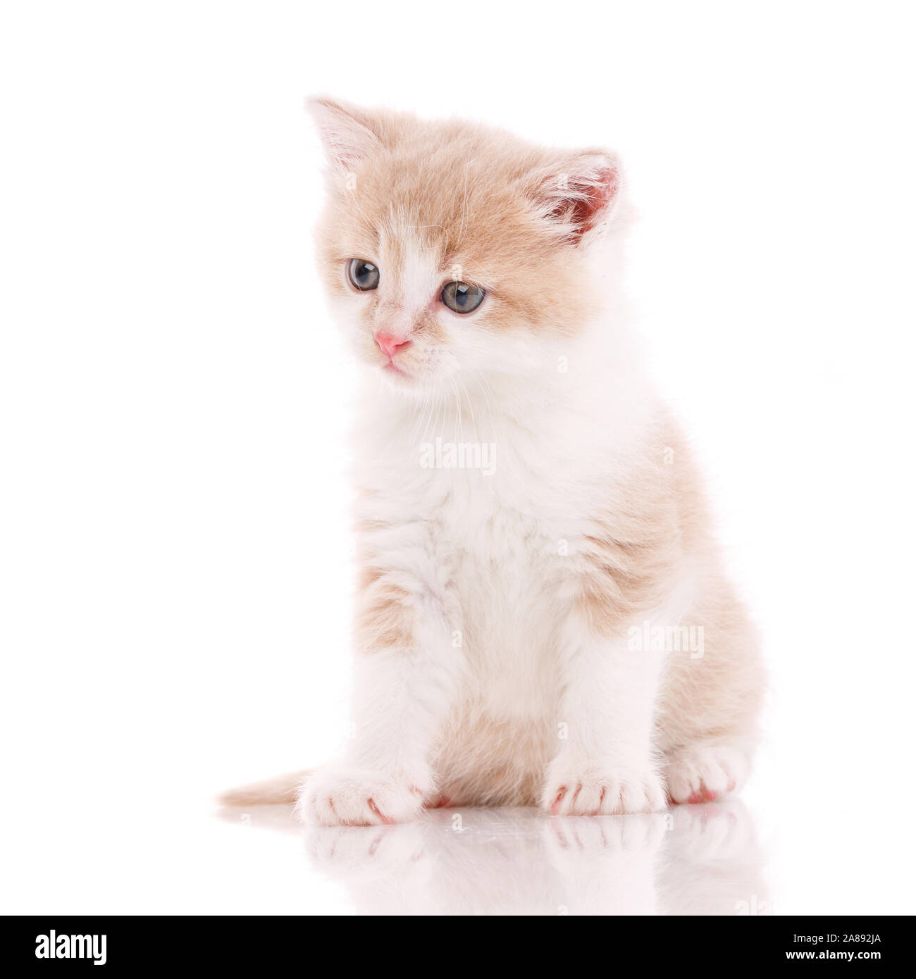 Cat, Pet, And Cute Concept - Kitten On A White Background Stock Photo 