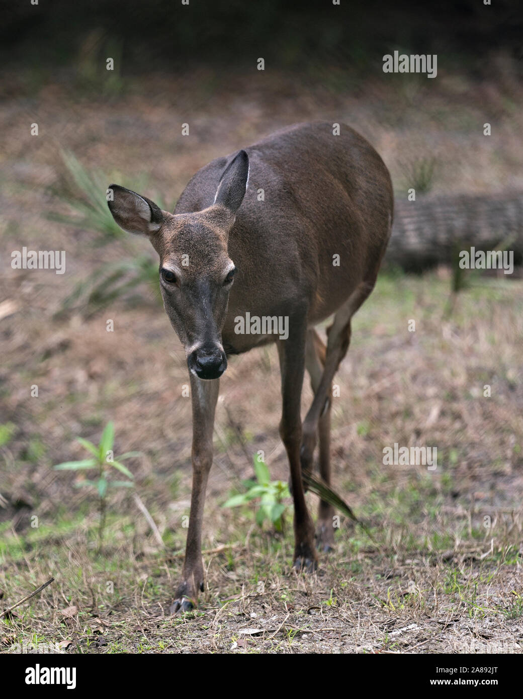 Deer (White Tailed Deer walking in the field exposing its body, head, ears, eyes, nose and legs in its surrounding and environment Stock Photo