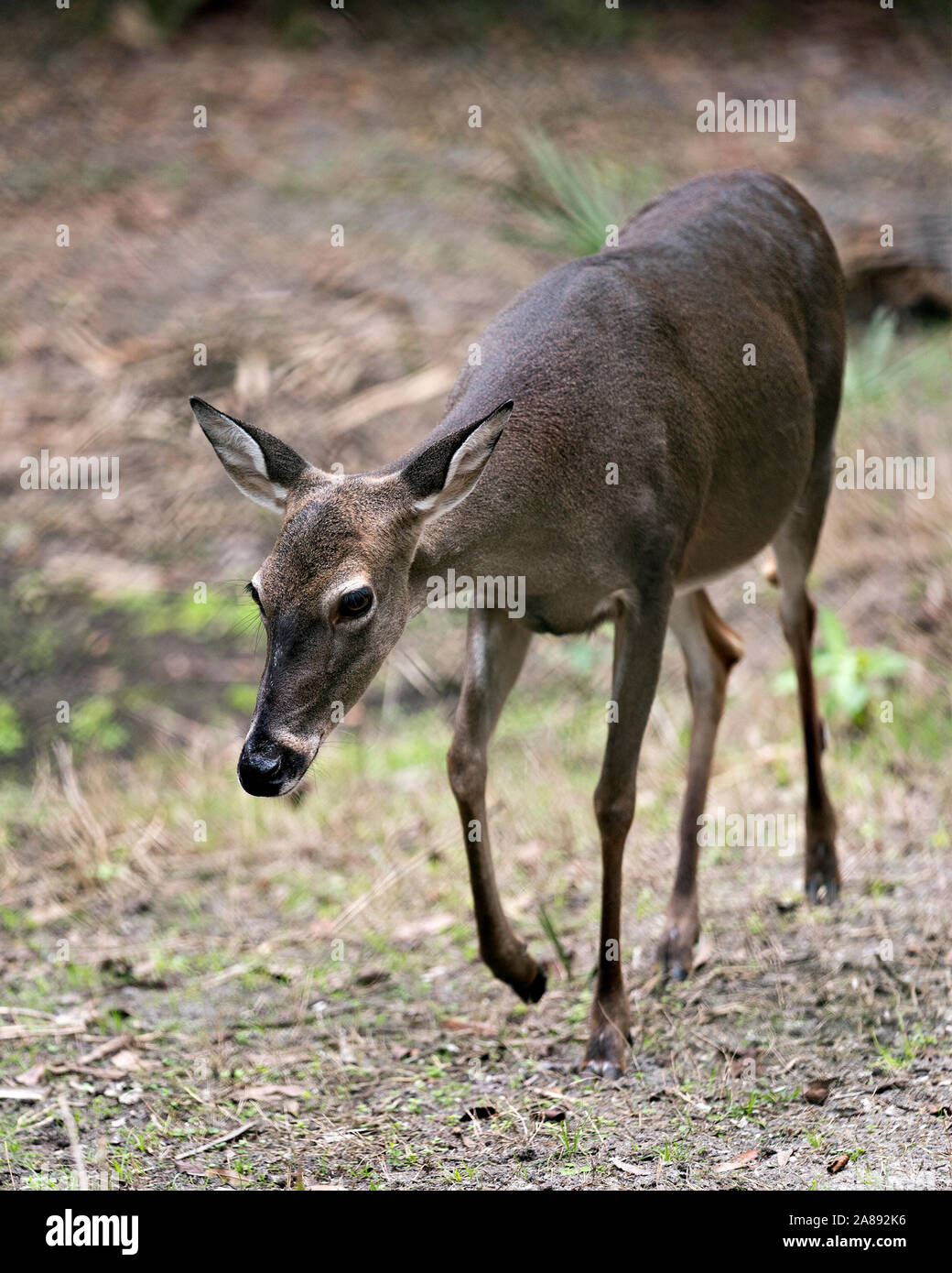 Deer (White Tailed Deer) close-up view walking in the field exposing its body, head, ears, eyes, nose, legs, in its environment and surrounding. Stock Photo
