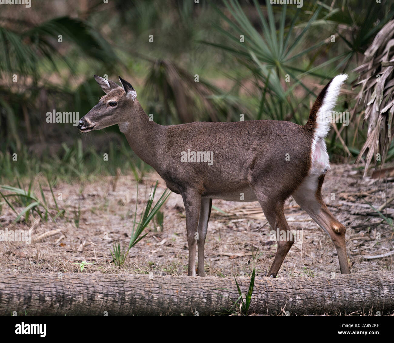 Deer (White Tailed Deer) close-up view walking in the field exposing its body, head, ears, eyes, nose, legs, in its environment and surrounding. Stock Photo
