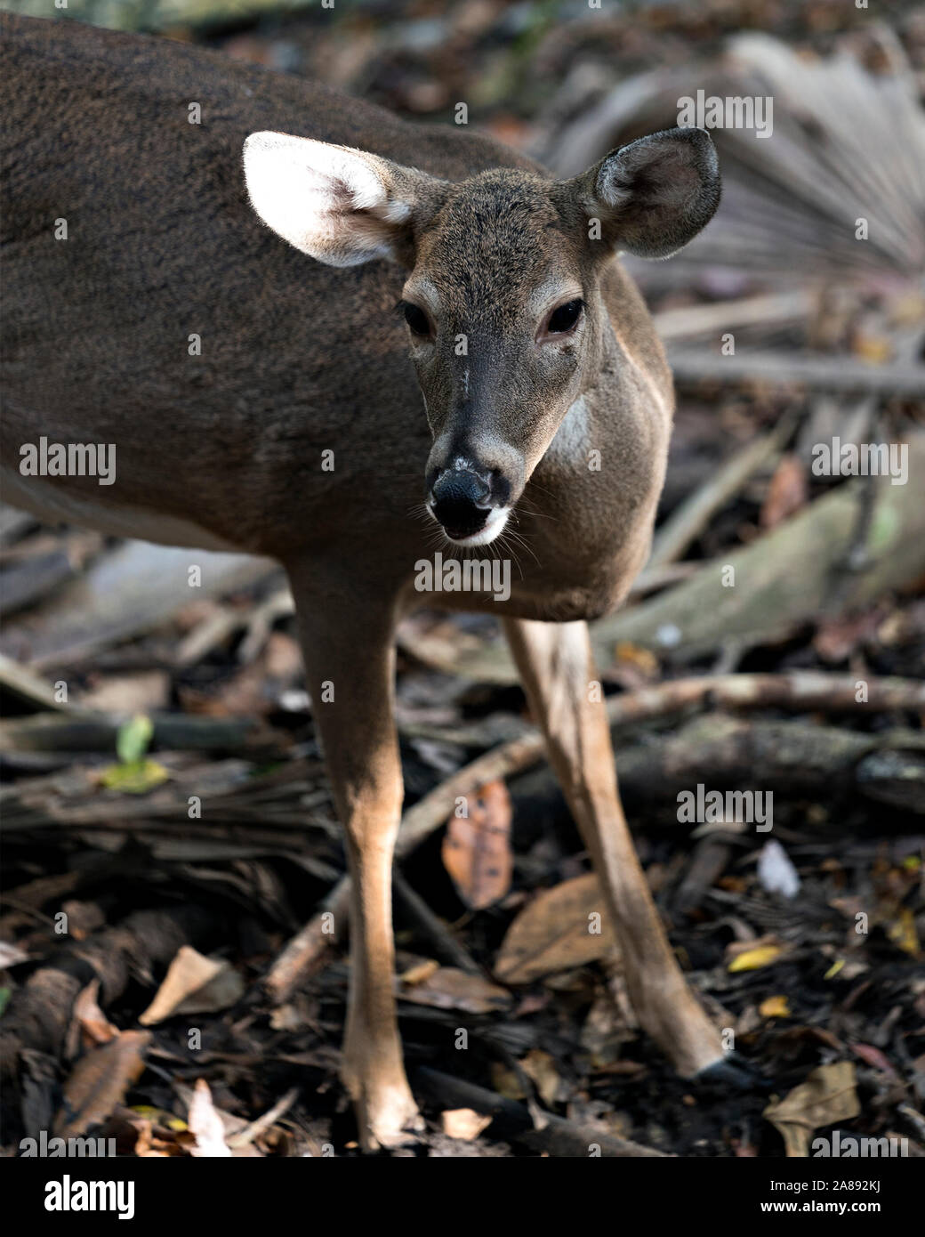 Deer (White-tailed deer) close-up view walking in the field exposing its  head, ears, eyes, nose, legs, in its environment and surrounding. Stock Photo