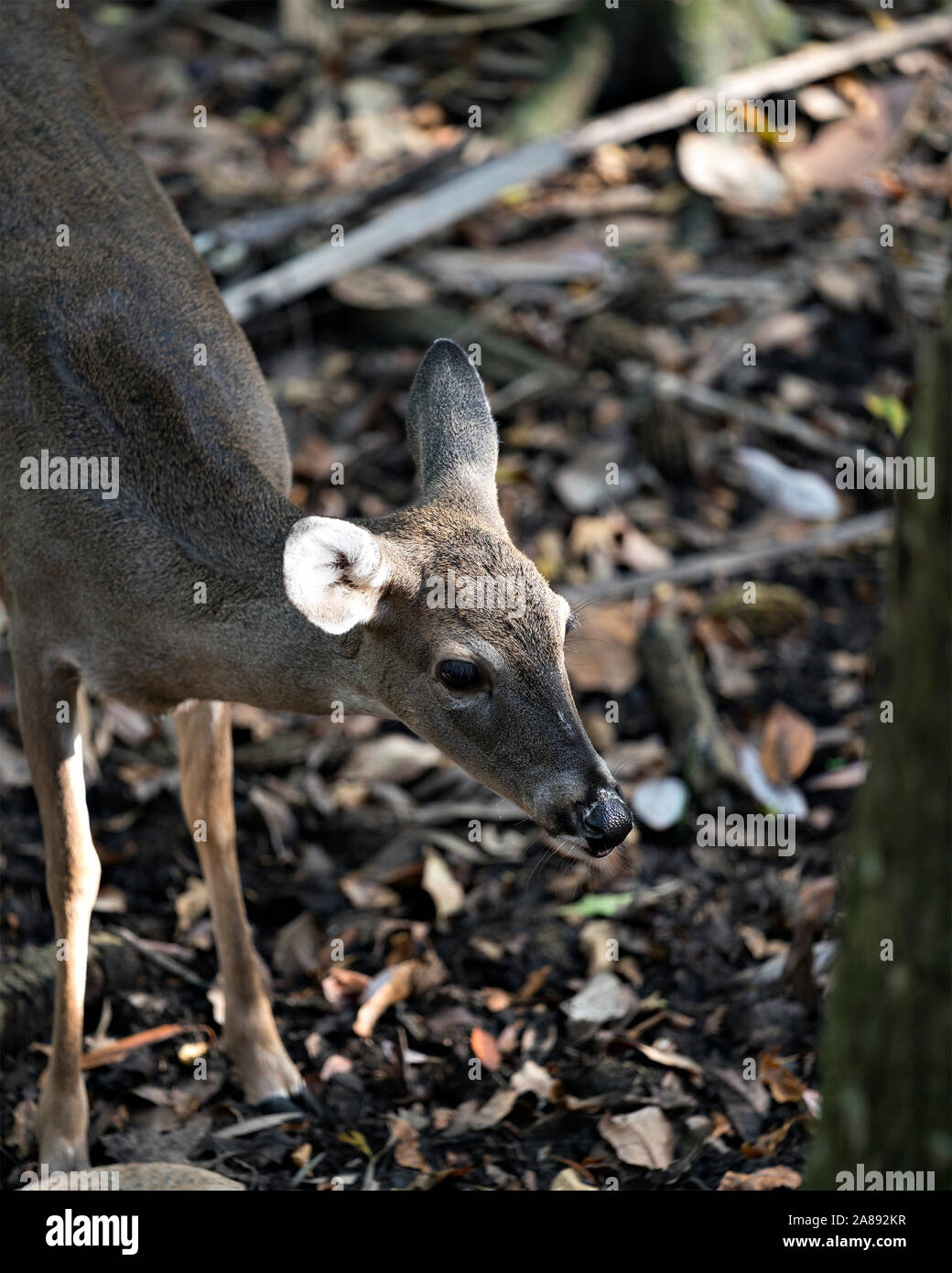 Deer (White-tailed deer) close-up view walking in the field exposing its  head, ears, eyes, nose, legs, in its environment and surrounding. Stock Photo
