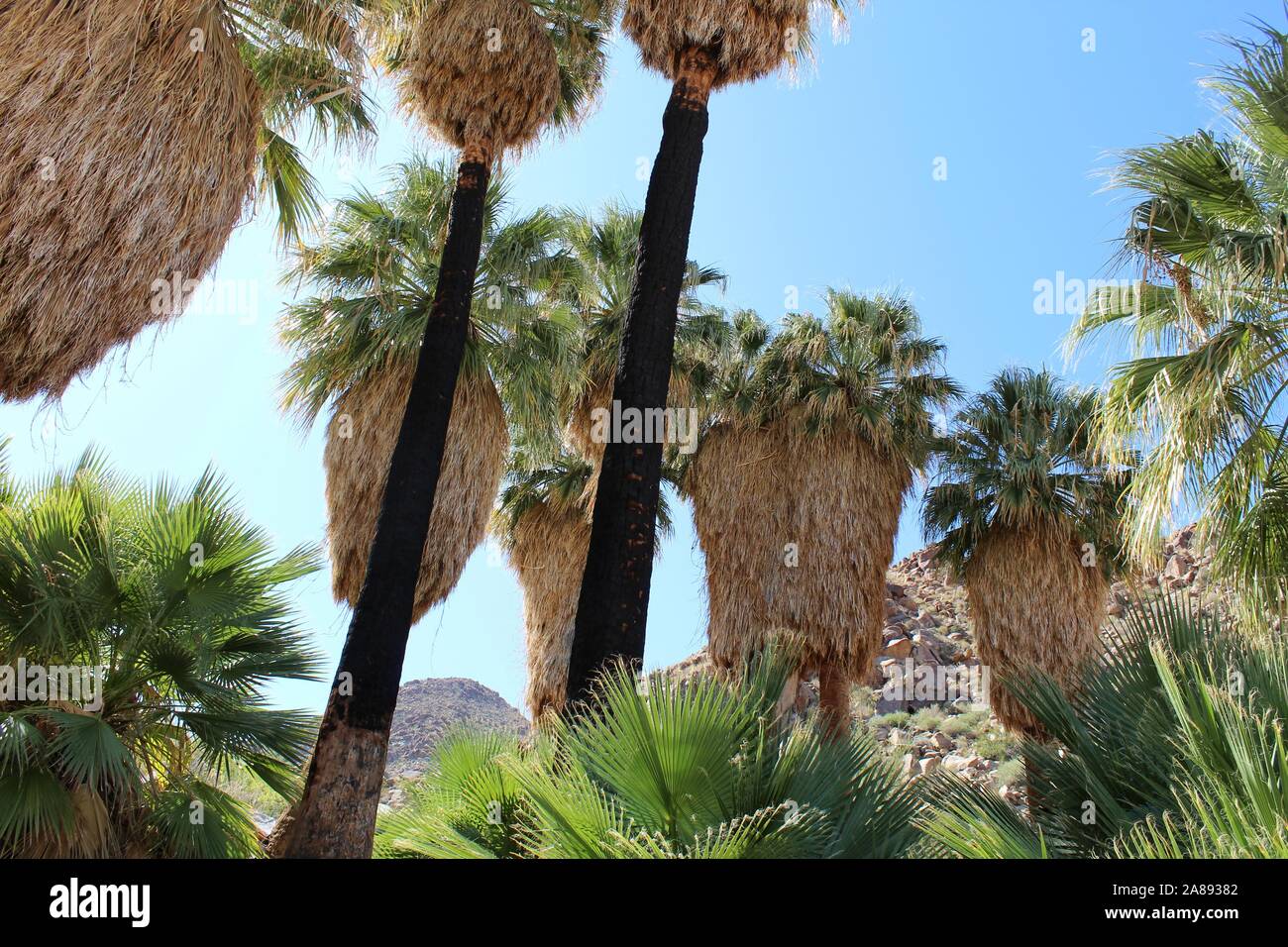 Desert Fan Palms (Washingtonia Filifera) of 49 Palms Oasis in Joshua ...