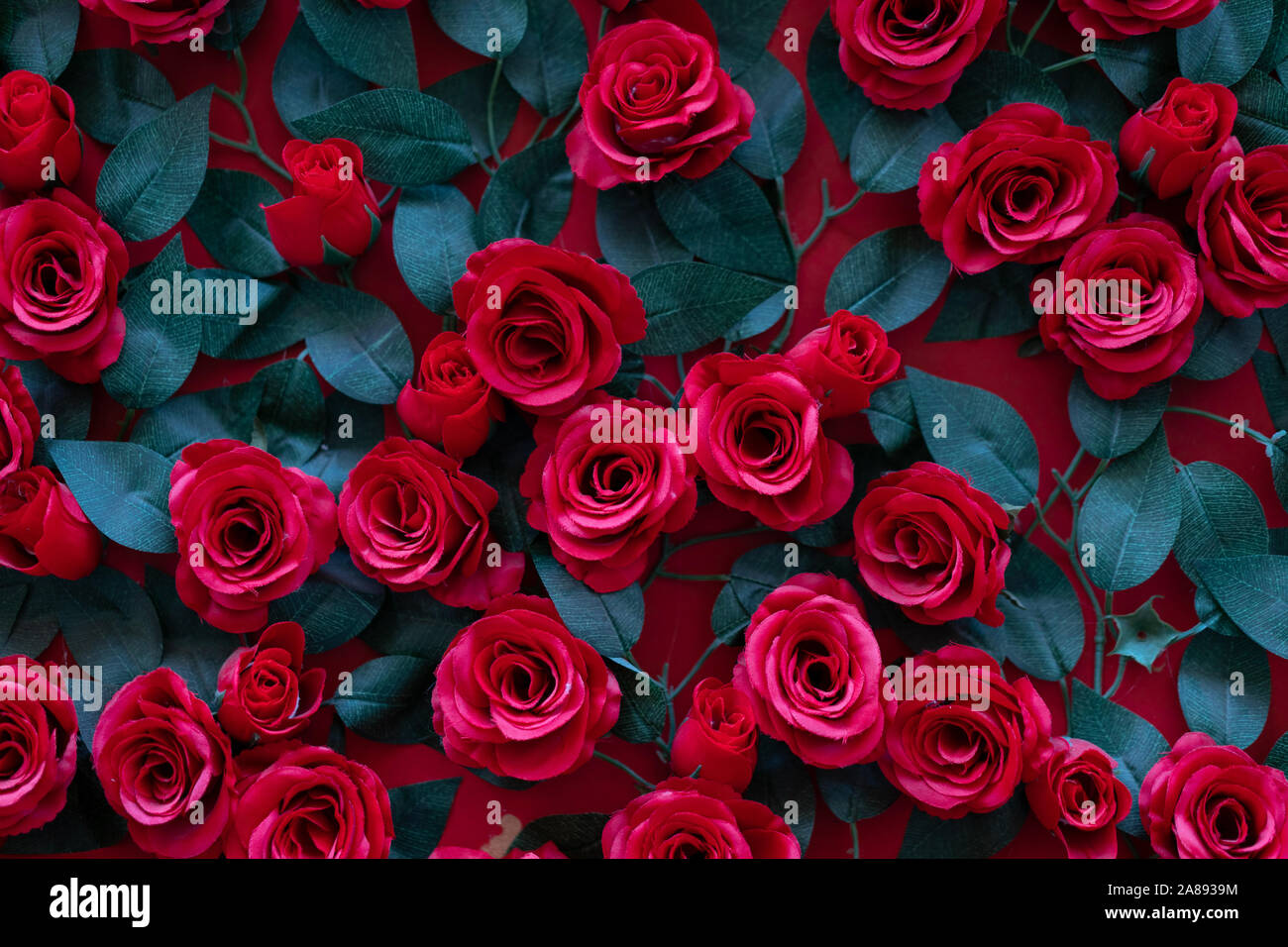 Artificial roses glued to the wall. Beautiful background of their ...
