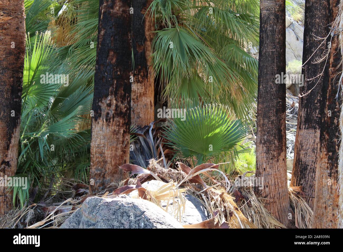Desert Fan Palms (Washingtonia Filifera) of 49 Palms Oasis in Joshua ...