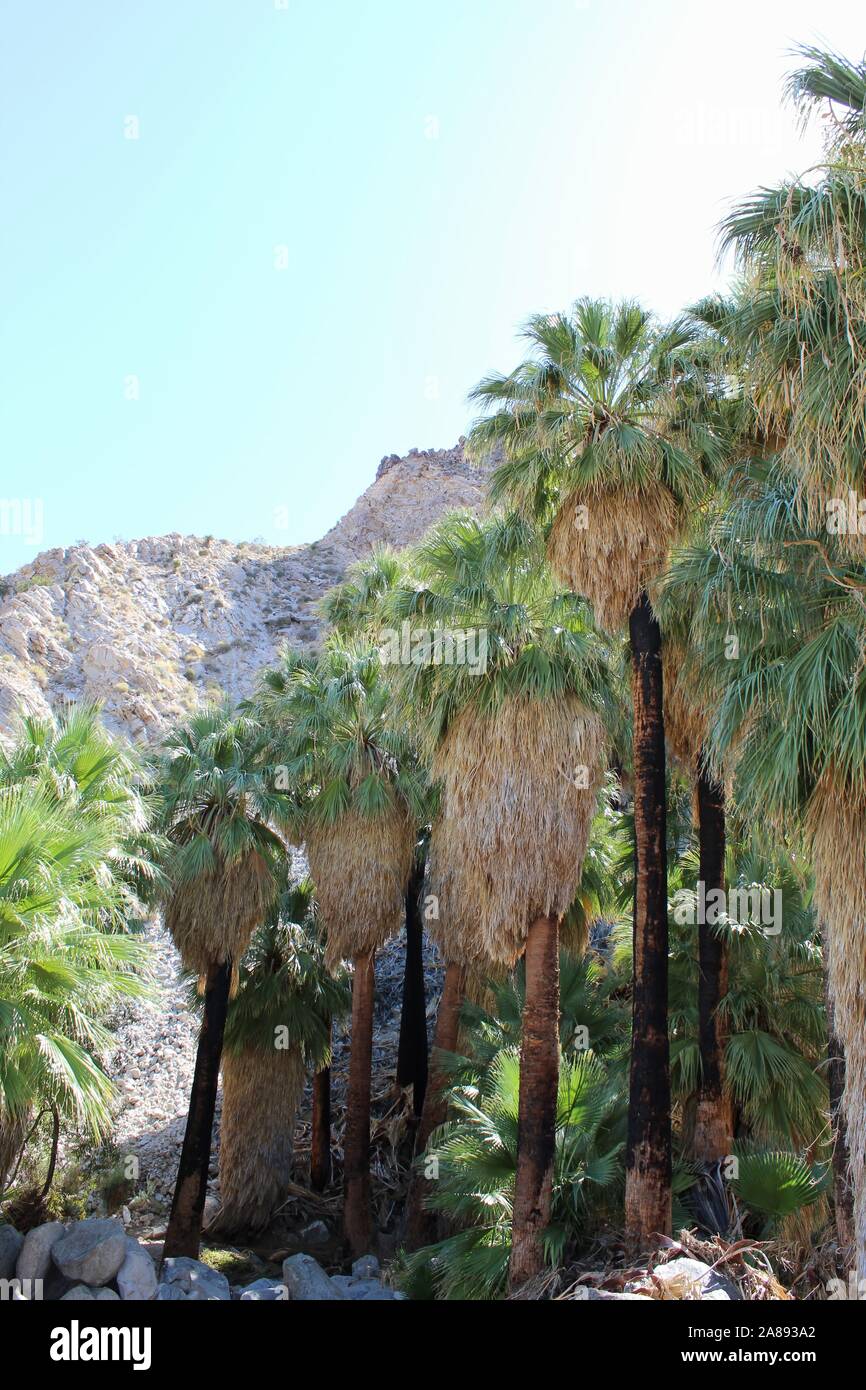 Desert Fan Palms (Washingtonia Filifera) of 49 Palms Oasis in Joshua ...