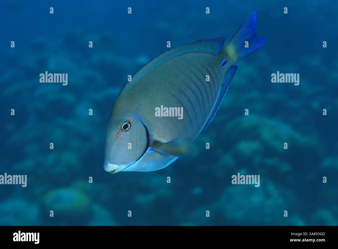 Doctorfish tang (Acanthurus chirurgus) underwater in the caribbean sea of Bonaire Stock Photo