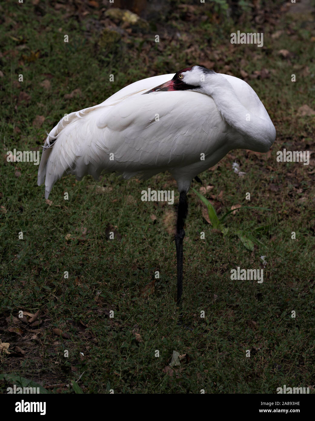 Whopping Crane bird standing tall with a nice foliage background enjoying its surrounding and environment while exposing its body, wings, head. Stock Photo