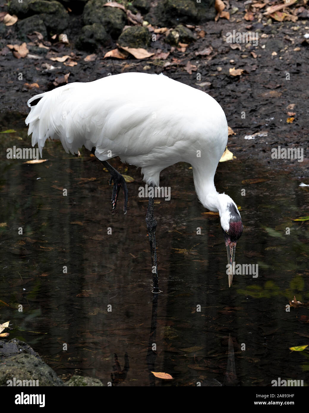 Whopping Crane bird standing tall with a nice foliage background drinking water in its environment while exposing its body, wings, head. Stock Photo