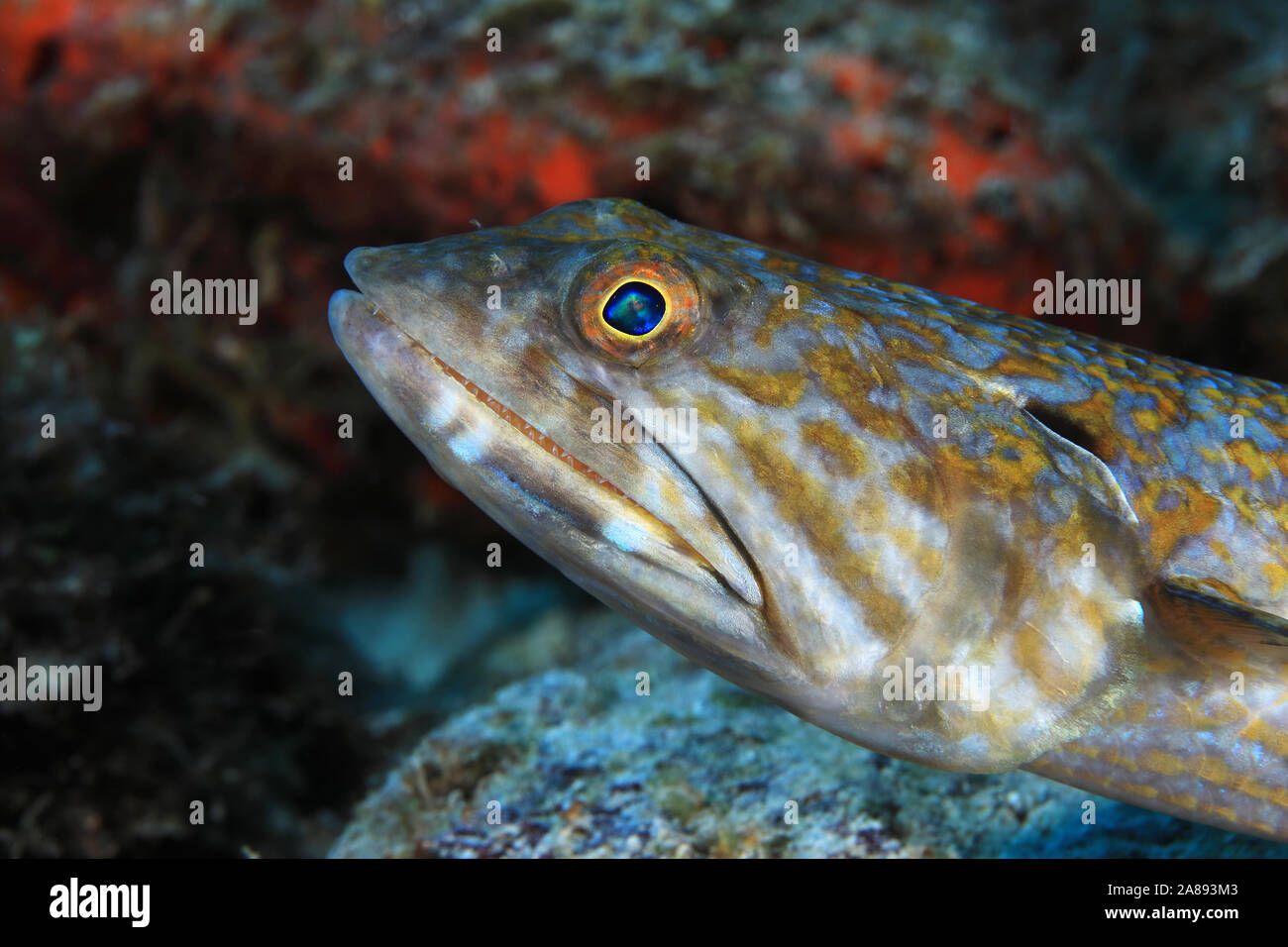 Sand diver lizardfish (Synodus intermedius) underwater in the Caribbean sea of Bonaire Stock Photo