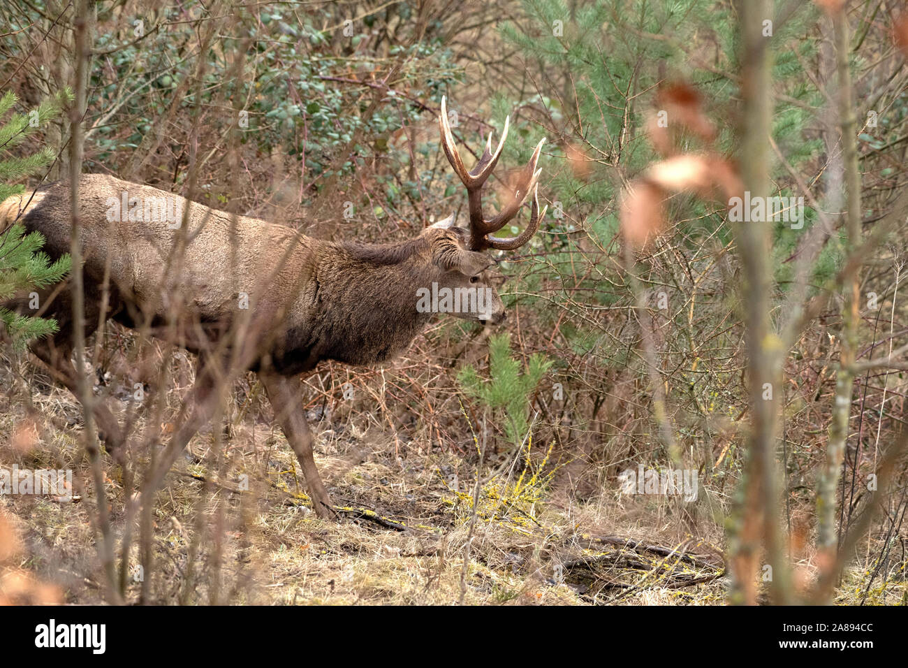 Cerviden hi-res stock photography and images - Alamy