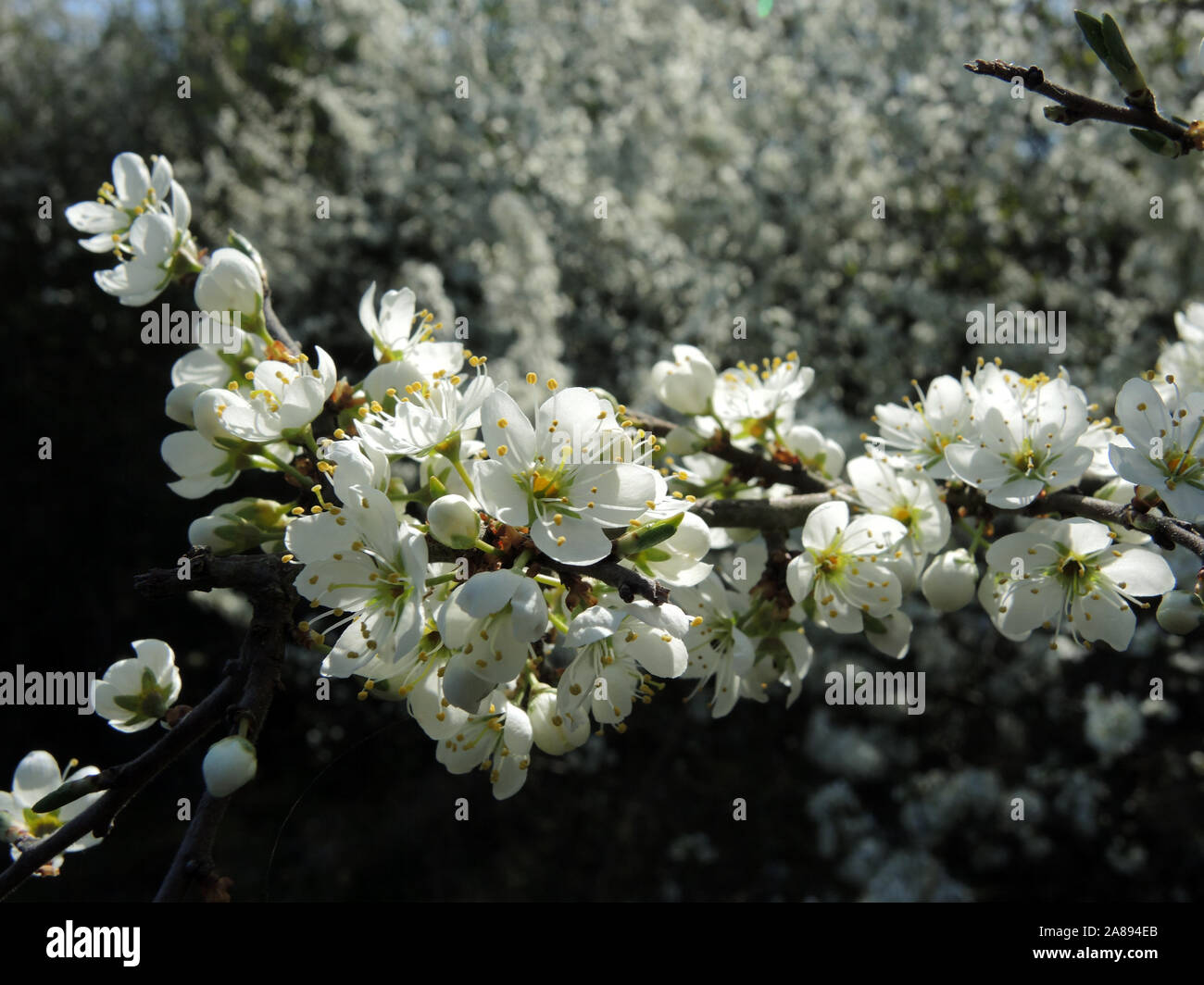 Schlehenblüten Stock Photo