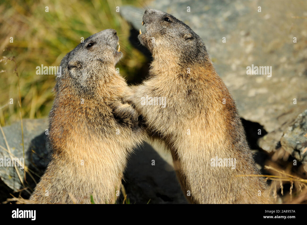 alp-murmeltiere-hi-res-stock-photography-and-images-alamy
