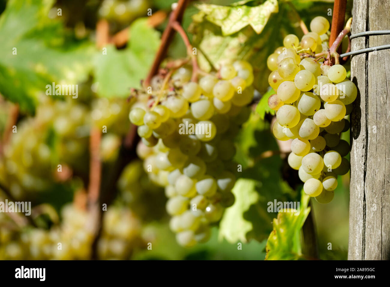 Close-up of ripe white dessert grapes of grape 'Phöenix, Vitis vinifera 'Phoenix' on the vine Stock Photo