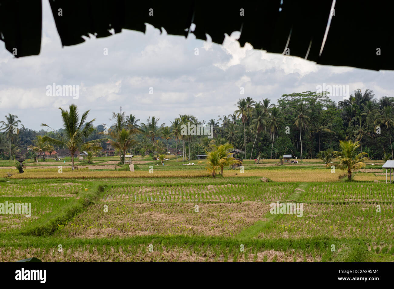 Exploring rice fields hi-res stock photography and images - Alamy