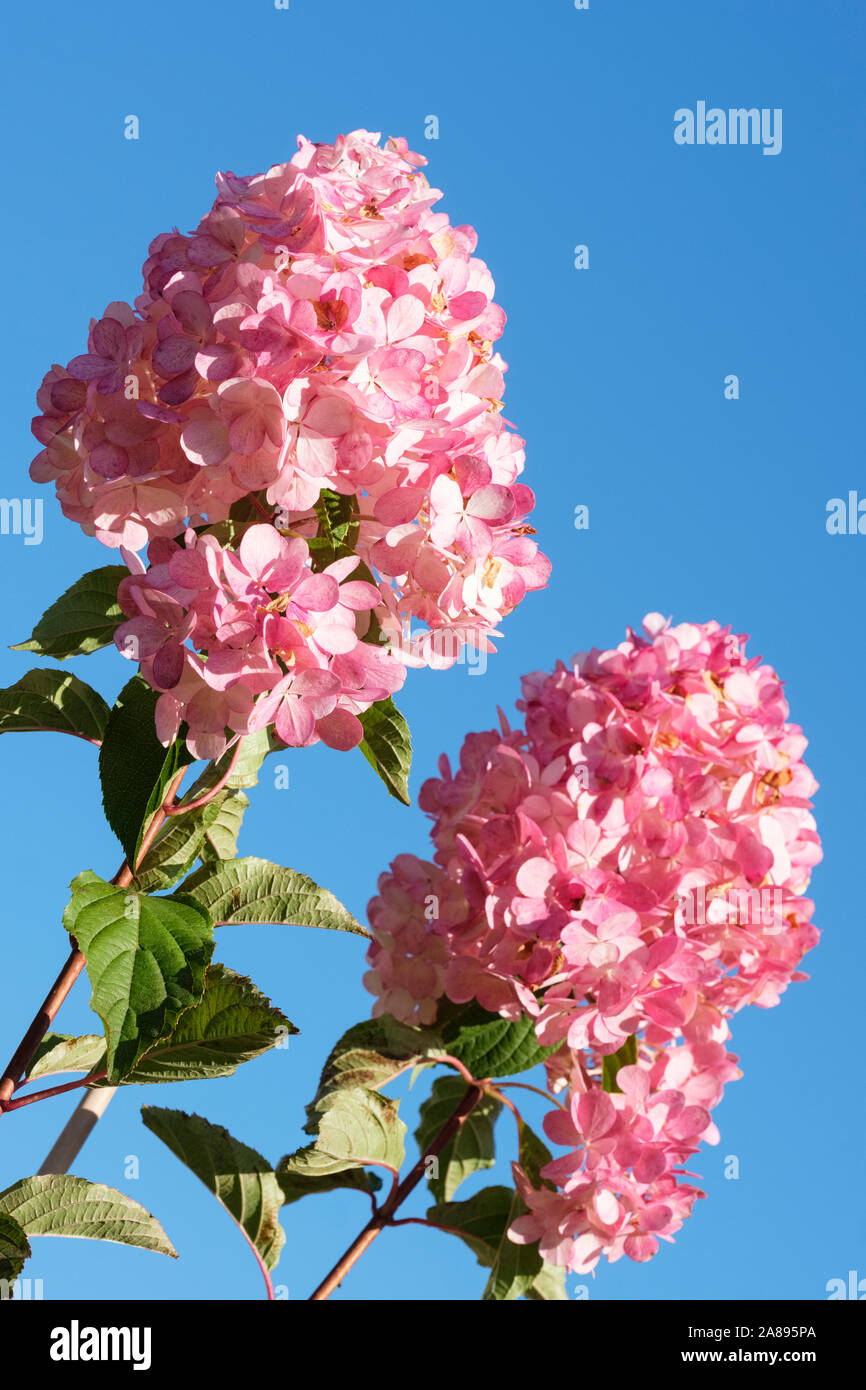 Loose pyramid-shaped clusters of flowers of Hydrangea paniculata Vanille Fraise turn pink as they age, Blue sky background Stock Photo