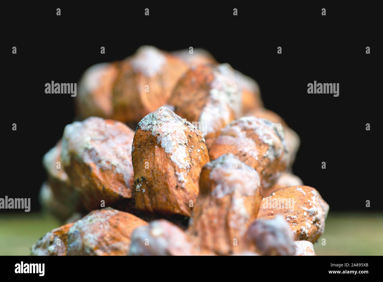 Close up of a white rot fungi decomposing a pine cone Stock Photo