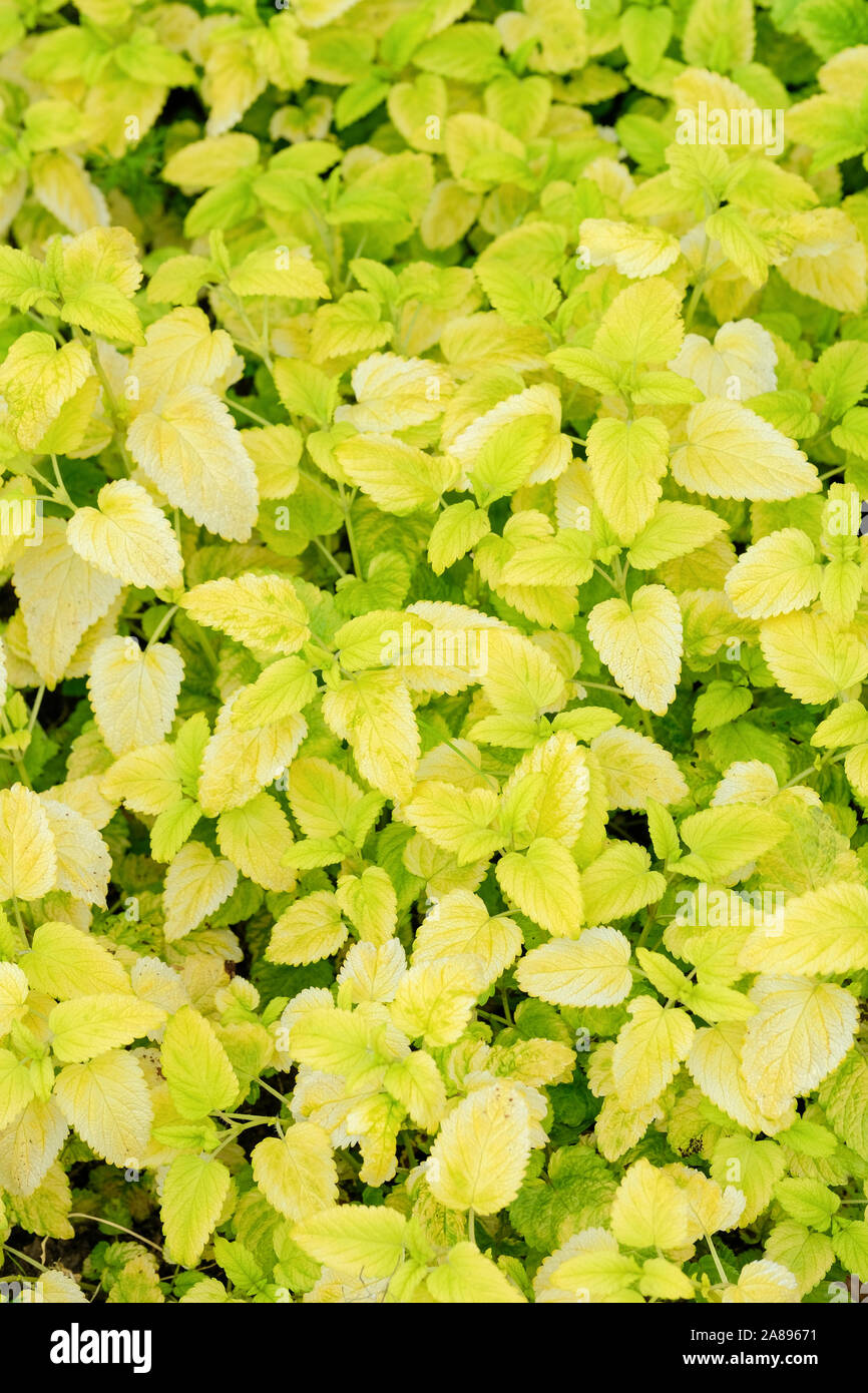 Looking down on the golden leaves of garden herb, Lemon Balm 'All Gold' (Melissa officinalis 'All Gold') Stock Photo
