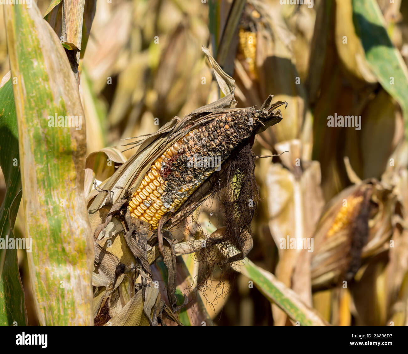 Cornfield with ear of corn on cornstalk with black discolored kernels