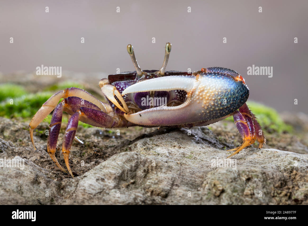 Afruca tangeri,Winkerkrabbe,fiddler crab Stock Photo