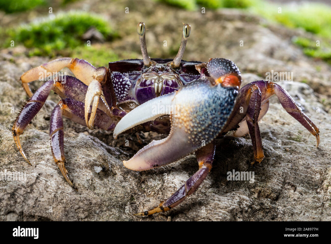 Afruca tangeri,Winkerkrabbe,fiddler crab Stock Photo