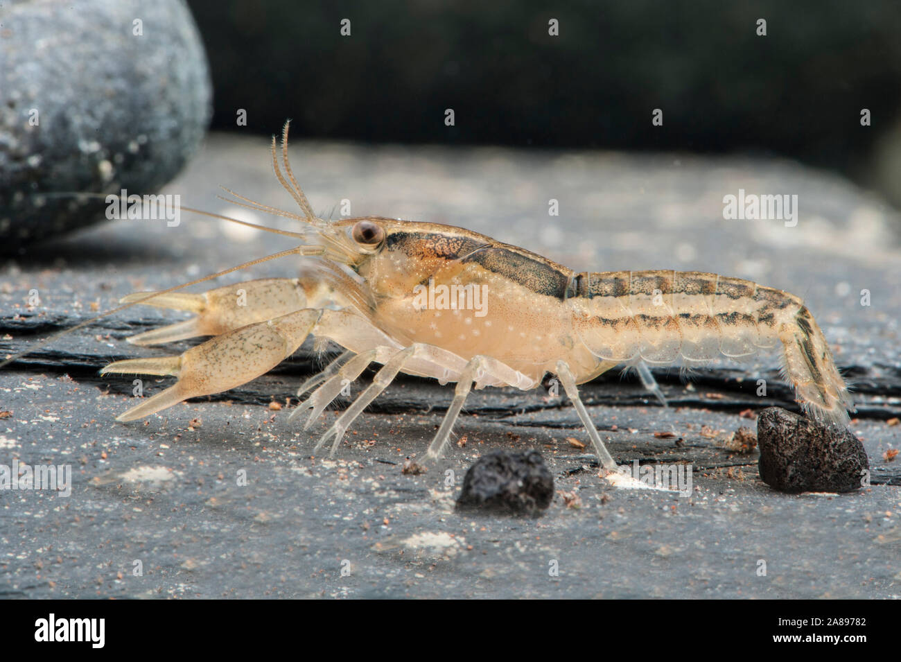 Cambarellus shufeldtii,Louisiana-Zwergflusskrebs,Cajun Dwarf Crayfish Stock Photo