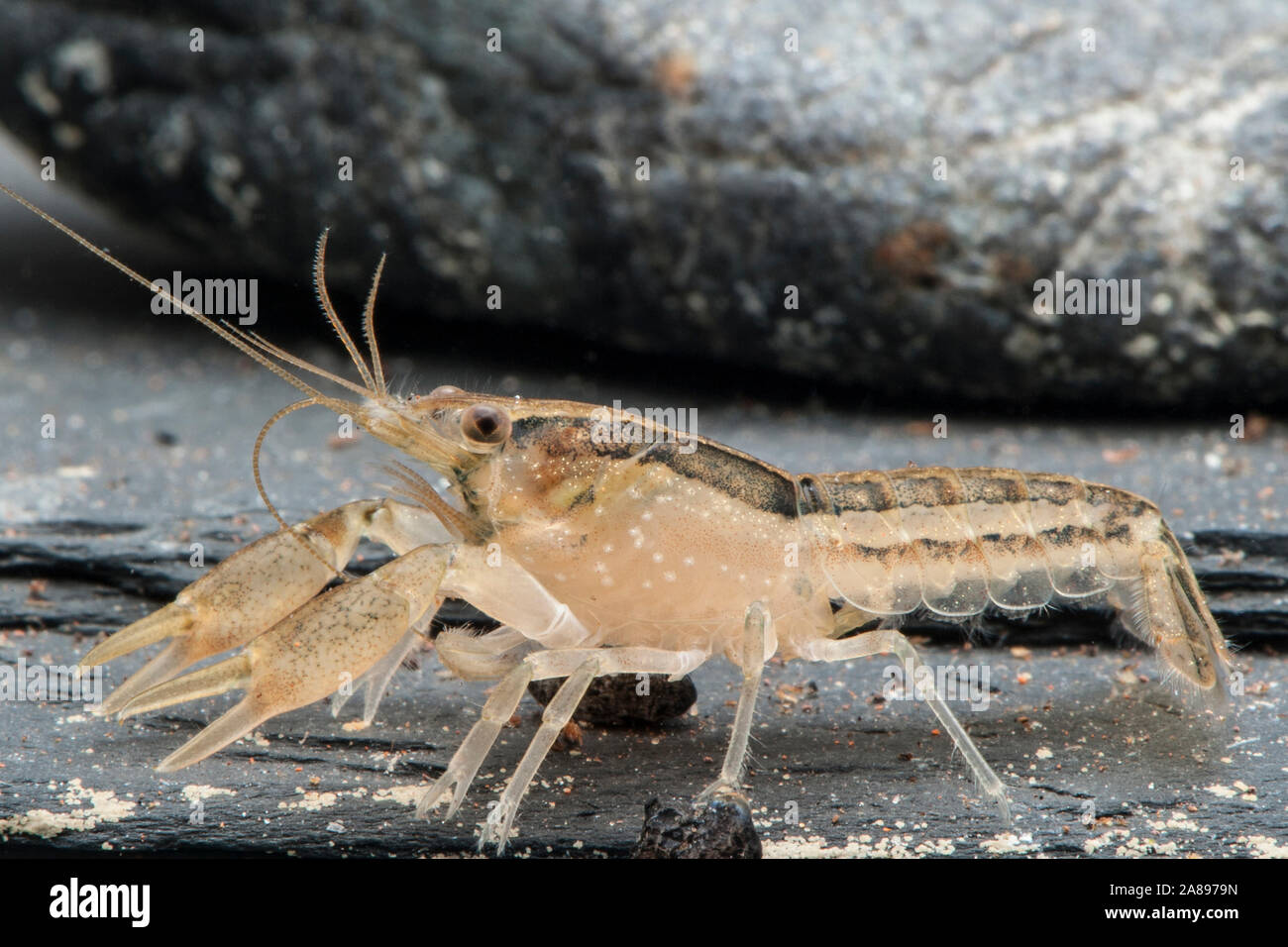 Cambarellus shufeldtii,Louisiana-Zwergflusskrebs,Cajun Dwarf Crayfish Stock Photo