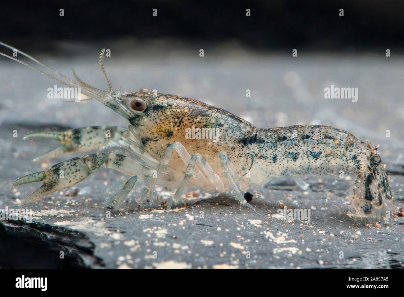Cambarellus spec. Alabama,Zwergflusskrebs,Dwarf Crayfish Stock Photo