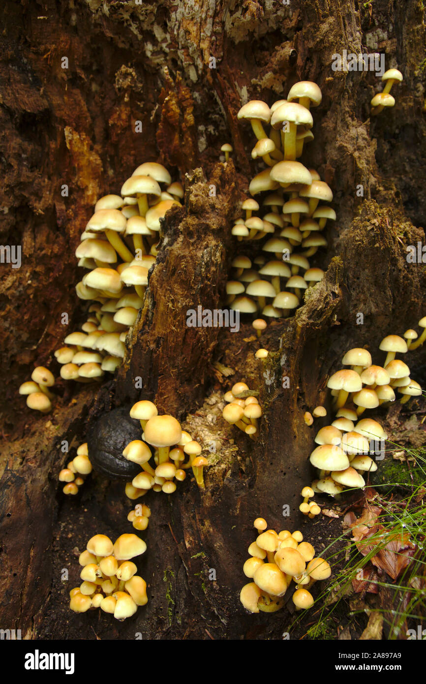 Mushrooms, Wehraschlucht, Bannwald,  autumn, Black Forest, Germany Stock Photo