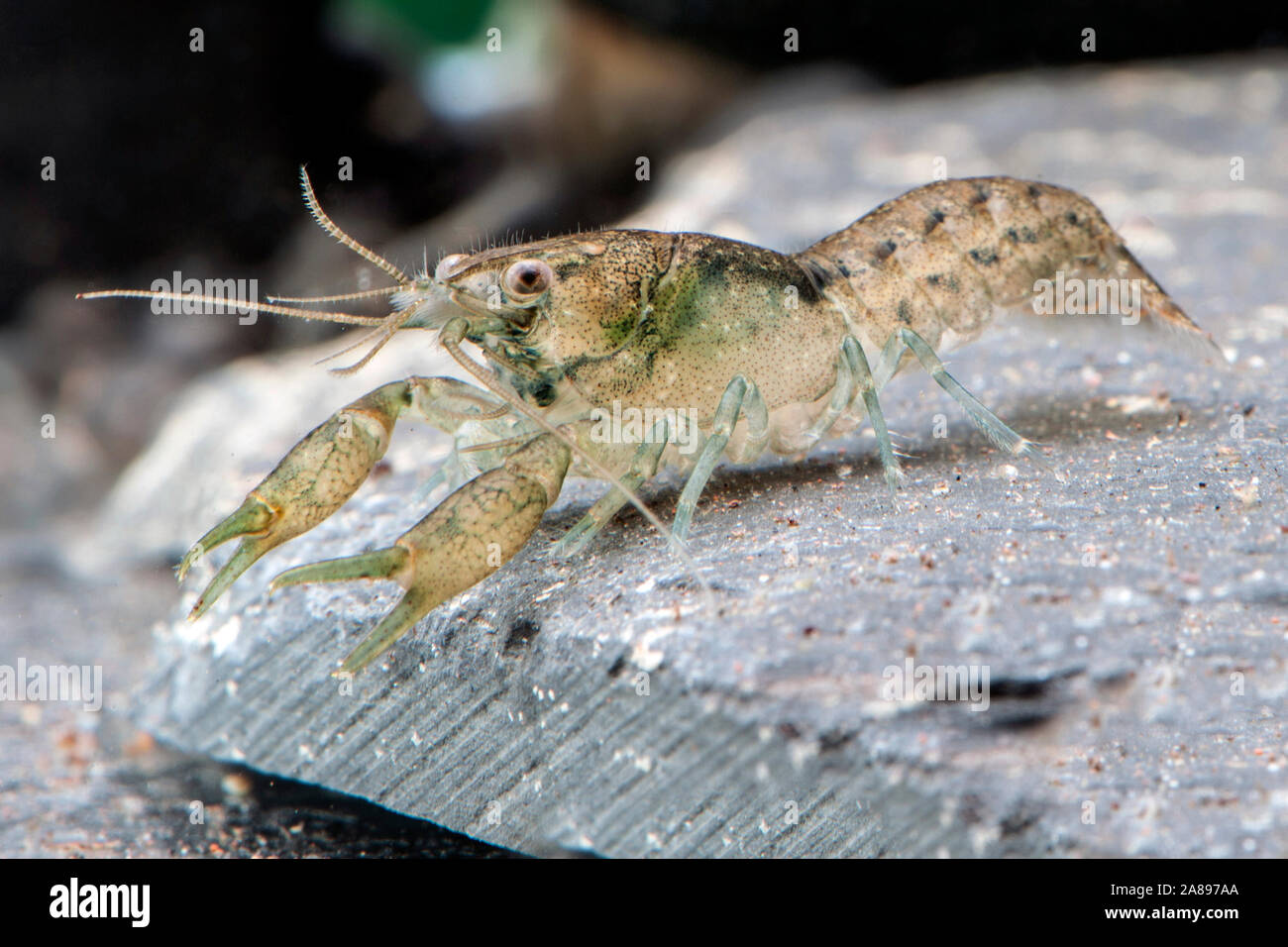Cambarellus spec. Alabama,Zwergflusskrebs,Dwarf Crayfish Stock Photo