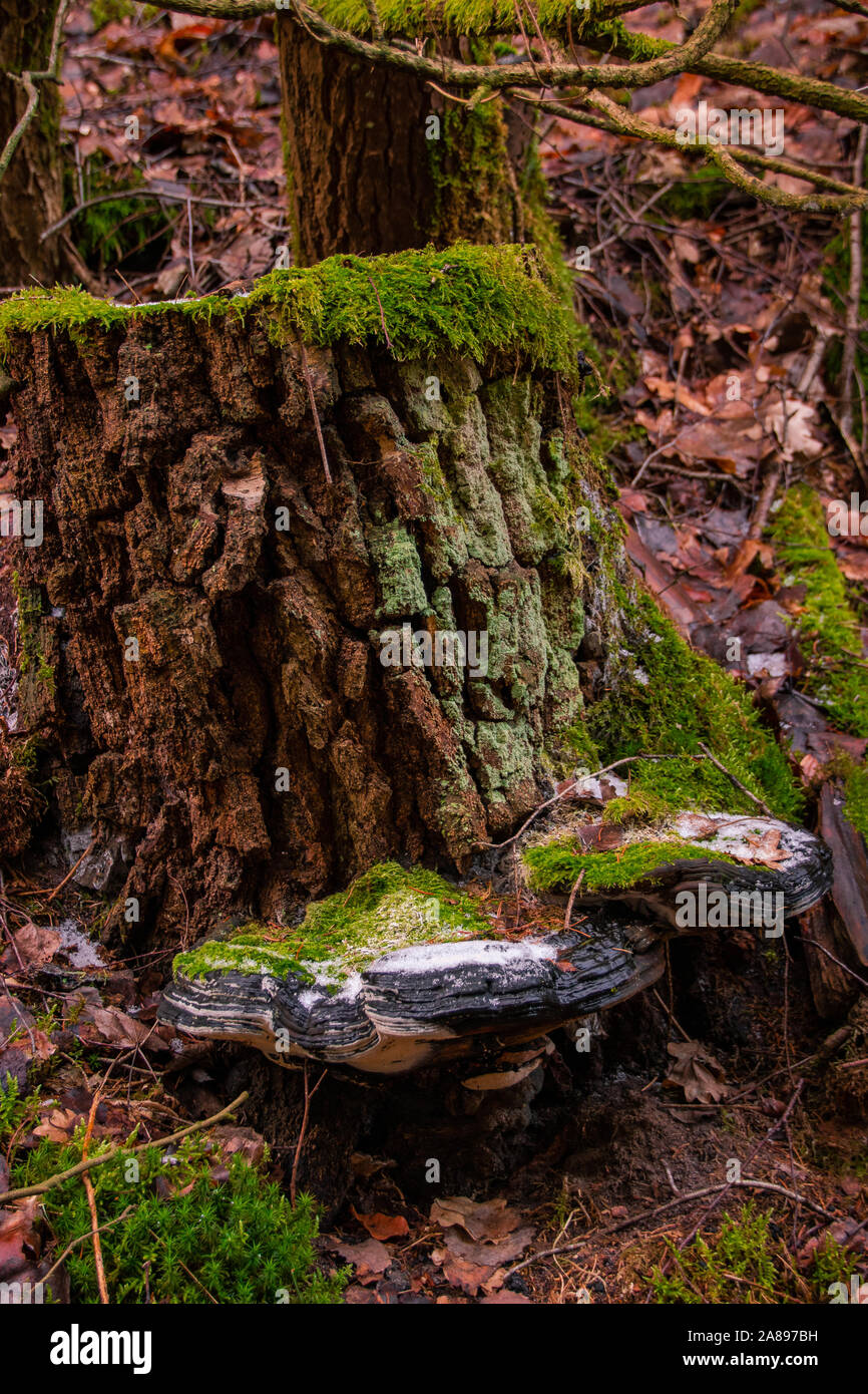 Baumstumpf mit großen Pilz Stock Photo