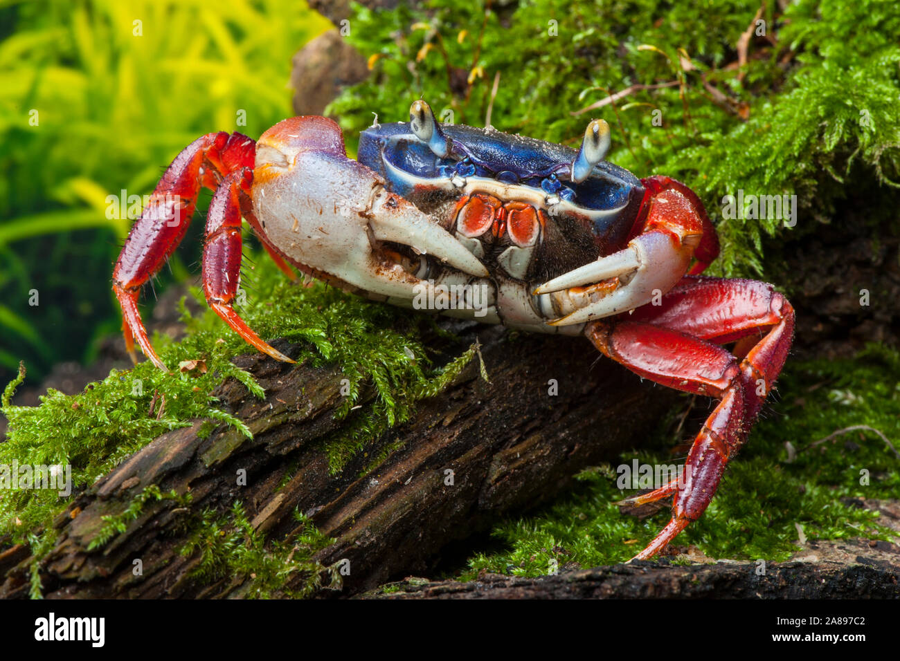 Cardisoma armatum,Harlekinkrabbe,Rainbow crab Stock Photo