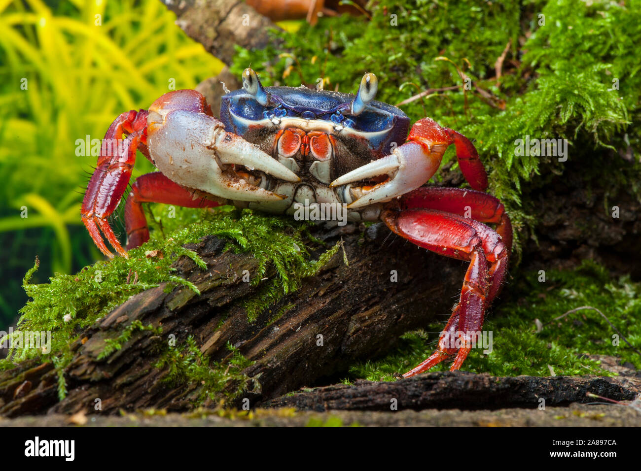 Cardisoma armatum,Harlekinkrabbe,Rainbow crab Stock Photo