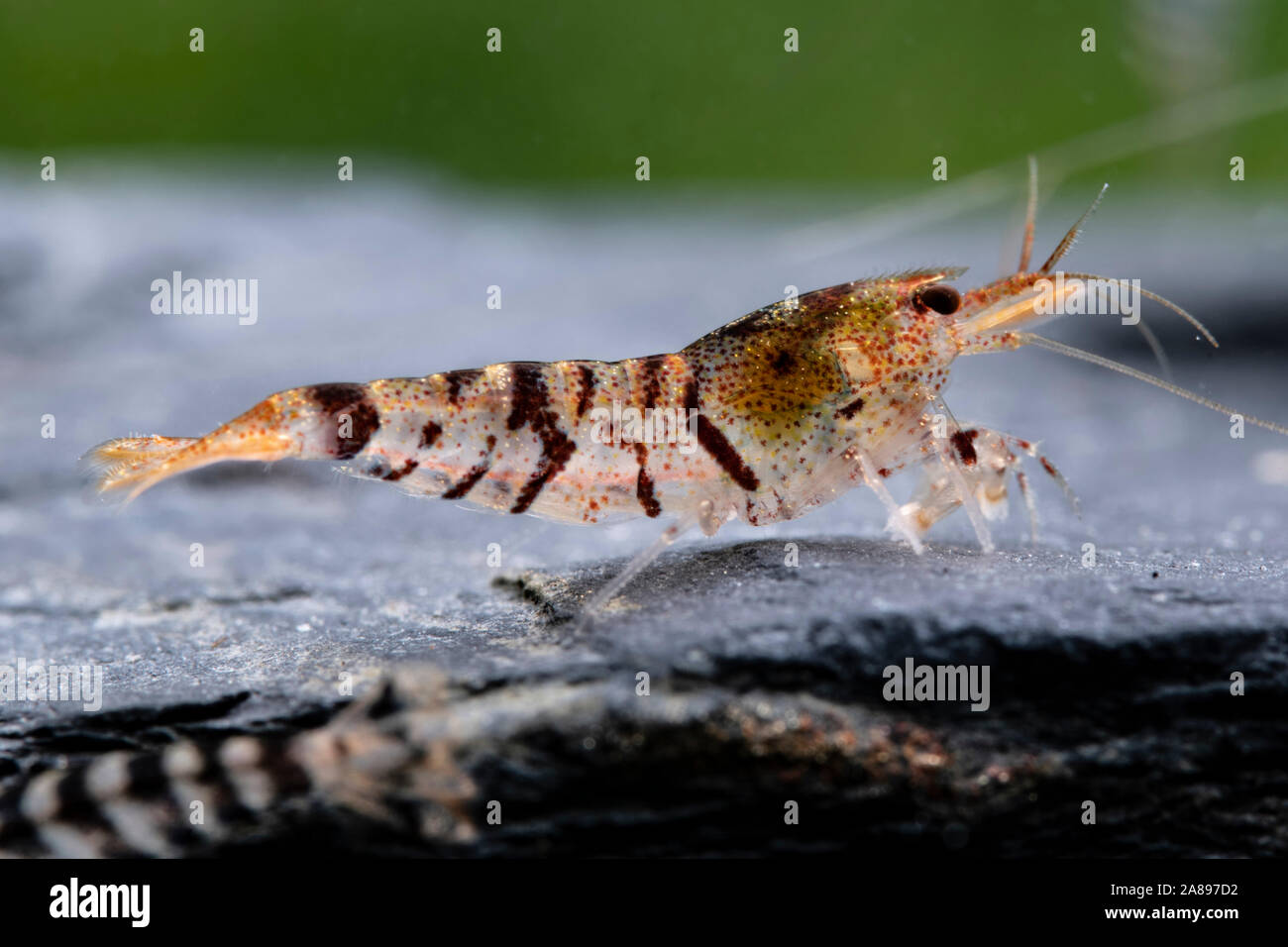 Caridina mariae,Tiger-Zwerggarnele,Tiger Dwarf Shrimp Stock Photo
