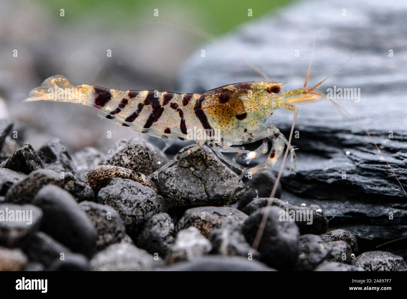 Caridina mariae,Tiger-Zwerggarnele,Tiger Dwarf Shrimp Stock Photo