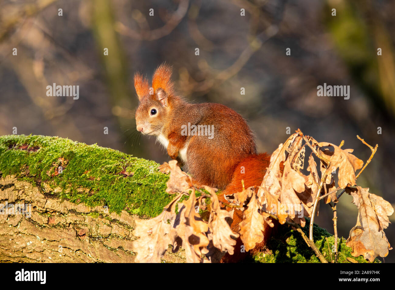 Eichhörnchen sitzt auf Ast mit Moos  und schaut Richtung Kamera Stock Photo
