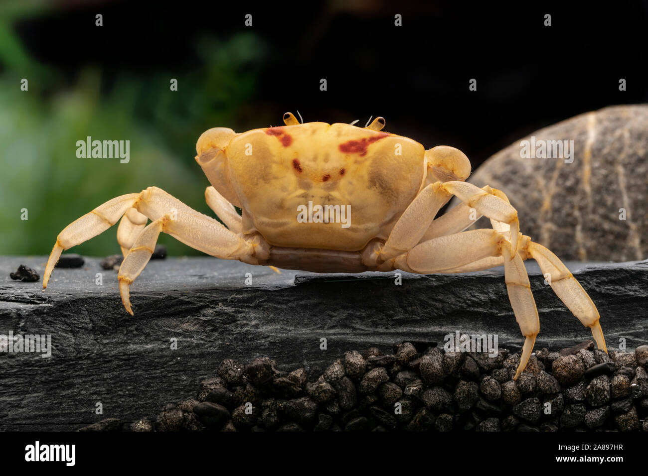 Holthuisana cf. lipkei,Feuer Krabbe,FireCrab Stock Photo Alamy