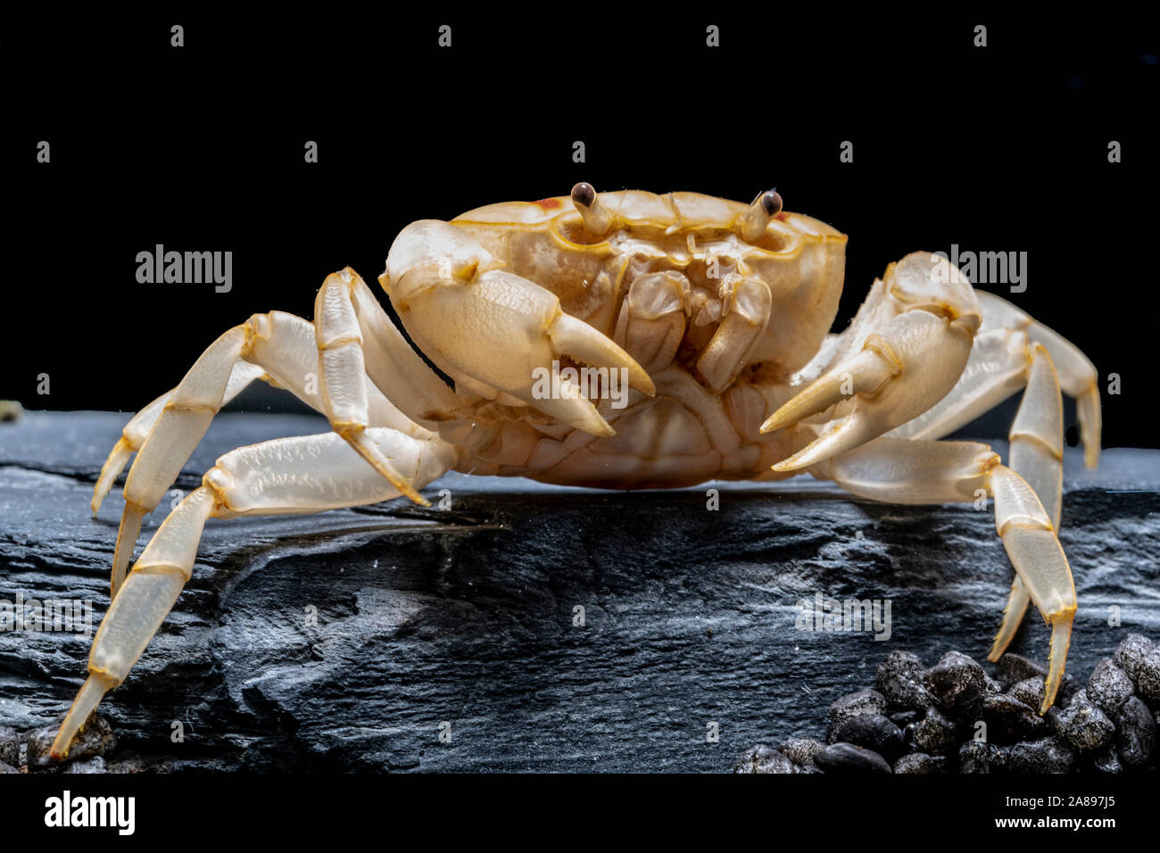 Holthuisana cf. lipkei,Feuer Krabbe,Fire-Crab Stock Photo
