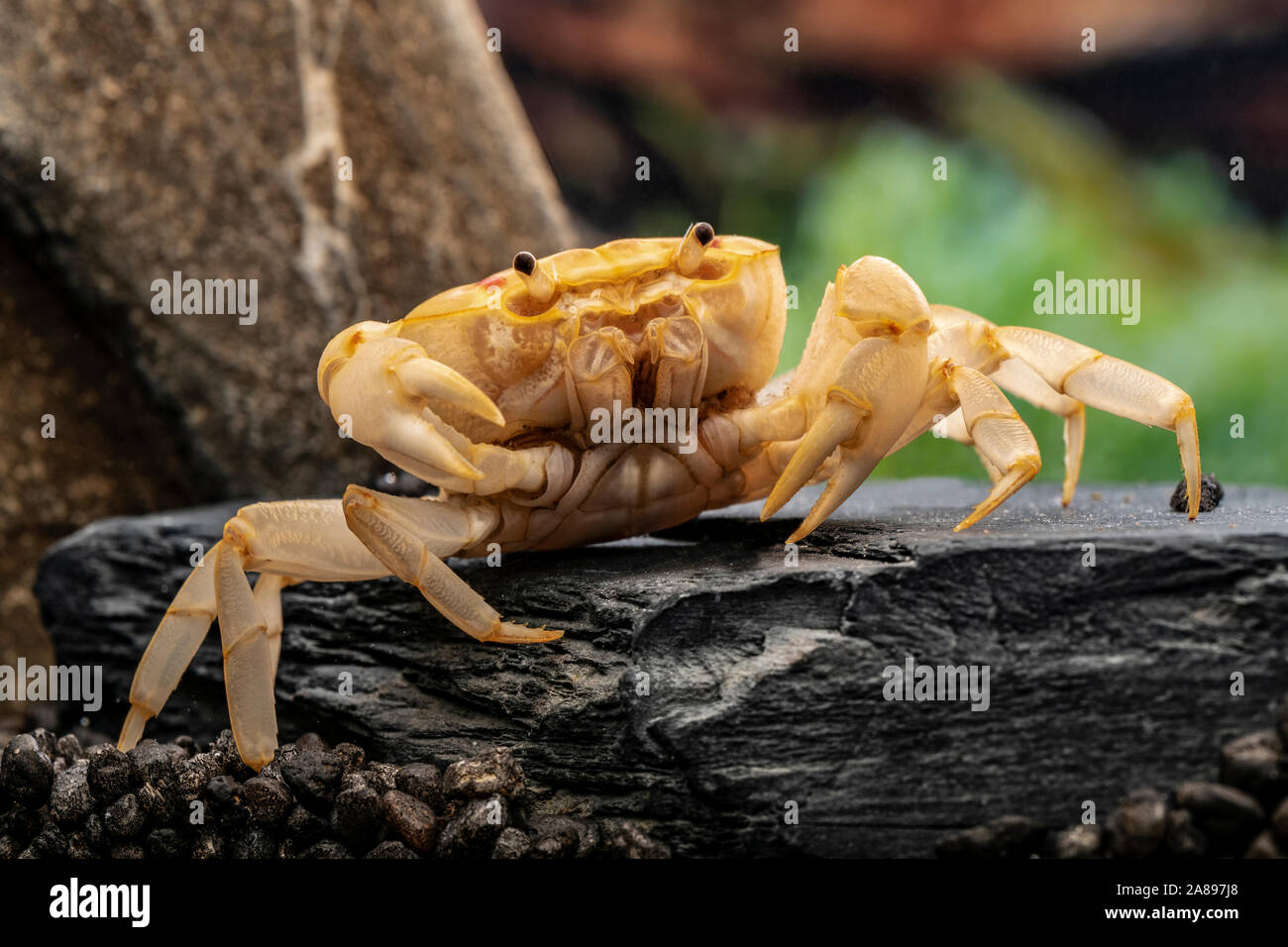 Holthuisana cf. lipkei,Feuer Krabbe,Fire-Crab Stock Photo