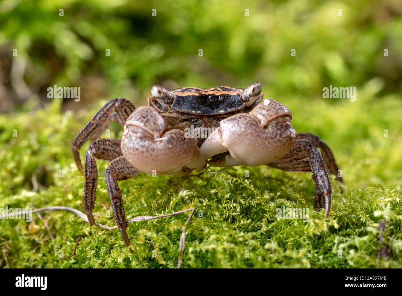 Metasesarma obesum,Marmorkrabbe,Marble Crab Stock Photo