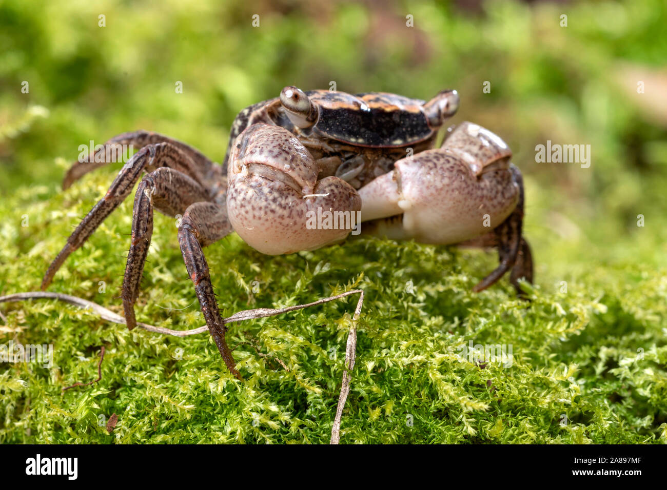 Metasesarma obesum,Marmorkrabbe,Marble Crab Stock Photo