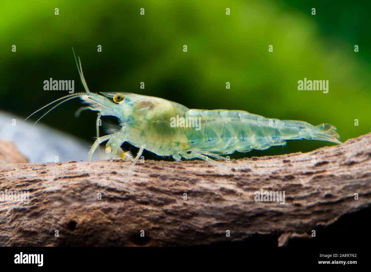 Neocaridina davidi,Zwerggarnele,Dwarf shrimp Stock Photo