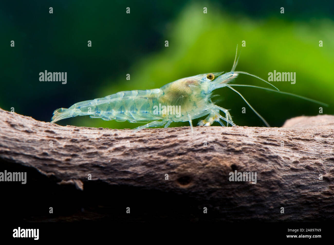 Neocaridina davidi,Zwerggarnele,Dwarf shrimp Stock Photo